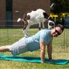 Staff practicing yoga outdoors with goats.